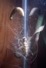 Domestic Silk Moth, OECV04P05_05
