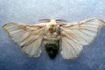 Domestic Silk Moth, OECV04P05_19