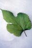 Leaf for a Domestic Silk Moth, Close-up, OECV04P06_03