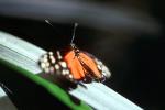 Butterfly, OECV04P06_11