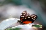 Butterfly, OECV04P06_13