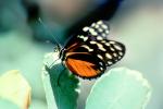 Butterfly, OECV04P06_14