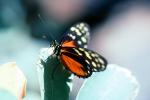 Butterfly, OECV04P06_15