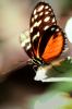 Butterfly, OECV04P06_16