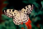 Butterfly, OECV04P07_03