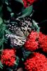 Butterfly, OECV04P07_04