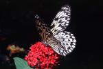 Butterfly, OECV04P07_08