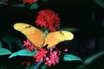 Butterfly, OECV04P07_09