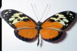Butterfly, OECV04P07_11
