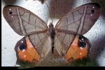 Butterfly, OECV04P07_14