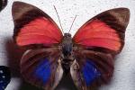 Butterfly, OECV04P07_19