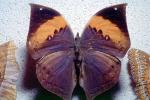 Butterfly, OECV04P08_01