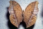 Butterfly, OECV04P08_02