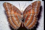 Butterfly, OECV04P08_03