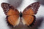 Butterfly, OECV04P08_05