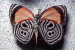 Butterfly, OECV04P08_06