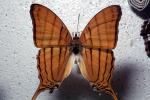 Butterfly, OECV04P08_07