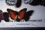 Brush Footed Butterflies, [Nymphalidae]