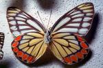 Pieridae, Butterfly, OECV04P08_09