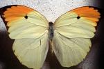 Pieridae, Butterfly, OECV04P08_11