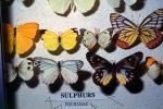 Pieridae, Butterfly, OECV04P08_12