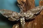 Sphynx Moth, OECV04P08_13