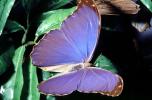 Butterfly, OECV04P09_02