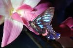 Butterfly, OECV04P09_04