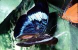 Butterfly, OECV04P09_08