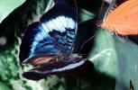 Butterfly, OECV04P09_09