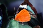Butterfly, OECV04P09_10