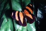 Butterfly, OECV04P09_12