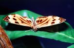 Butterfly, OECV04P09_14