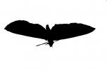 Butterfly silhouette, logo, shape, OECV04P09_14M