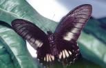 Butterfly, OECV04P09_15