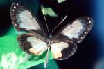 Butterfly, OECV04P09_17