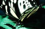 Butterfly, OECV04P09_19
