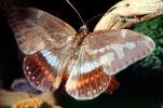 Butterfly, OECV04P10_02