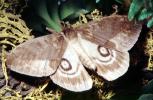 Butterfly, OECV04P10_04