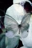 Butterfly, OECV04P10_14