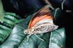 Butterfly, OECV04P10_16