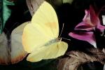 Butterfly, OECV04P10_19