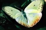 Butterfly, OECV04P12_10
