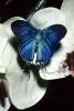 Butterfly, OECV04P12_12