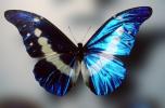Butterfly, OECV04P12_15