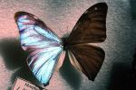 Butterfly, OECV04P12_17