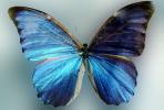 Butterfly, OECV04P13_01