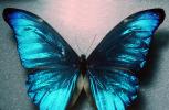 Butterfly, OECV04P13_02