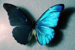 Butterfly, OECV04P13_03
