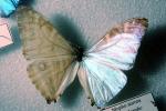 Butterfly, OECV04P13_04